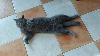 Отдам в дар кошку