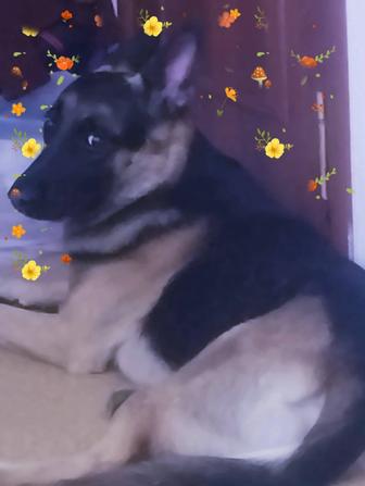 Собака бесплатно.