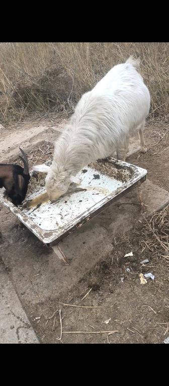 Ешки сатылады срочно