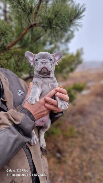 Продам шикарных щенков французского бульдога