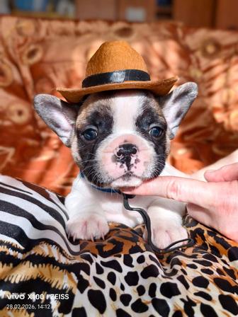 Продам шикарных щенков французского бульдога