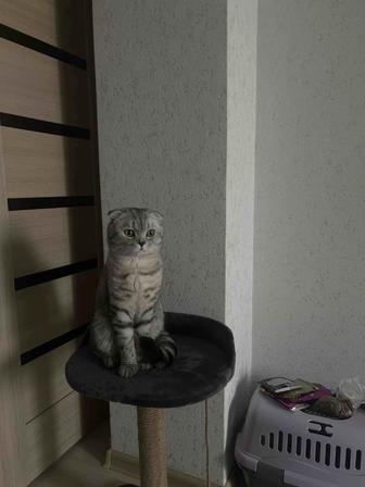 Отдам в хорошие руки кота