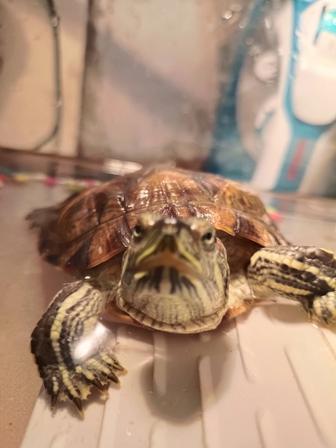 Продам красноухую черепаху