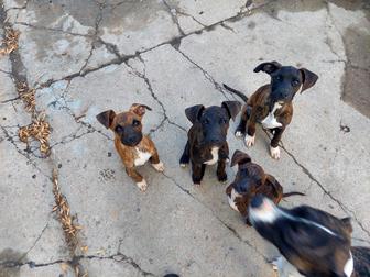 Продаются щенки американского питбультерьера.