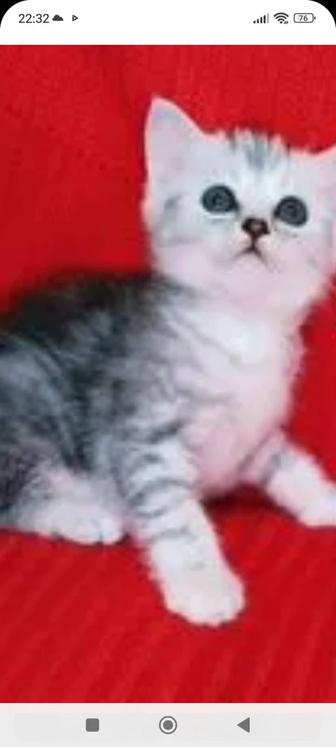 Скоттиш страйт 1 месяц.