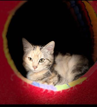 Котенок в добрые руки