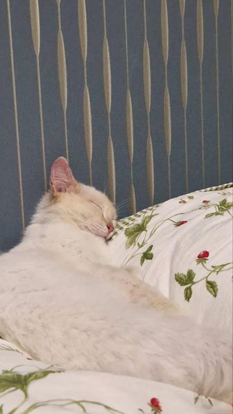 Котик в добрые руки