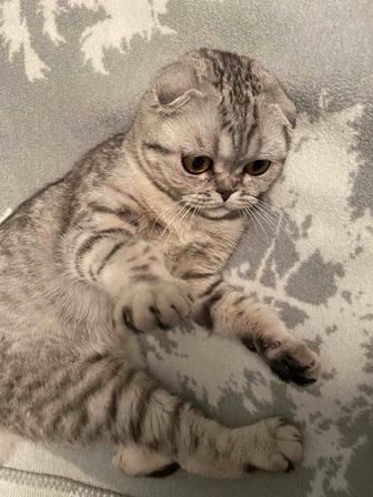 Ищем кота для вязки