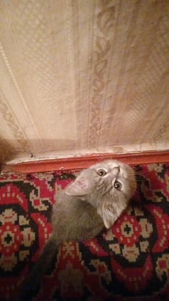 Котенок