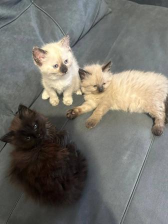 Отдам котят