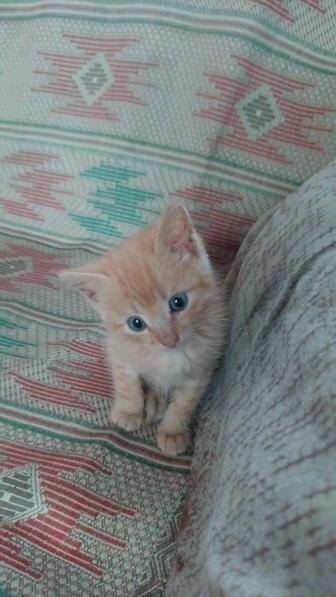 Котята