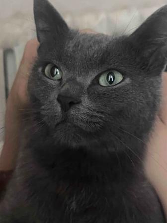 Отдам кошку