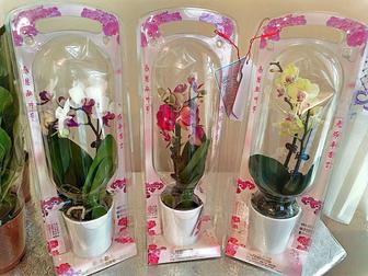 Продам комнатные растения