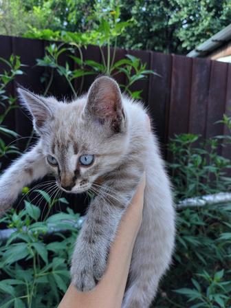 Котята бесплатно