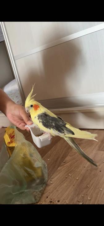 Продам попугай