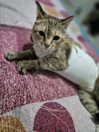 Кошка нуждается в доме