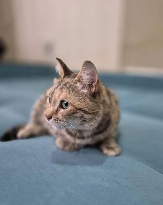 Кошка нуждается в доме