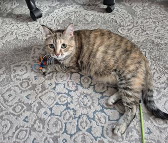 Кошка нужен дом