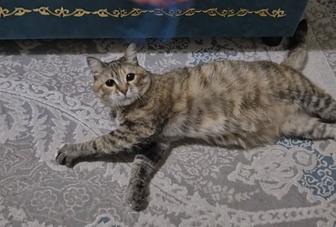 Ищу кошке дом