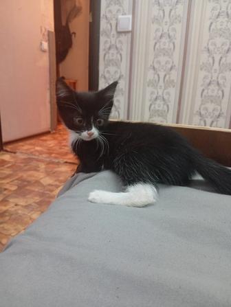 Отдам котят в хорошие руки