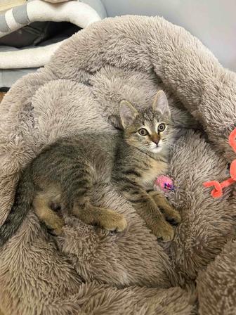 Котенок девочка