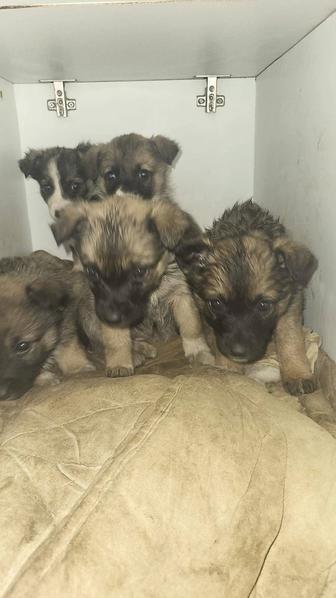 Щенки в добрые руки