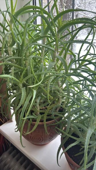 Продам алоэ