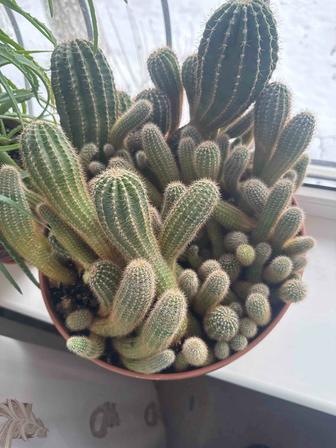 Продам кактусы