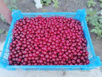 Продам Вишню/Экибастуз