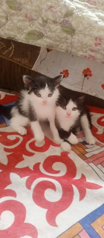 Отдам 2 котенка бесплатно