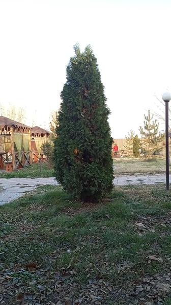 Продам деревья