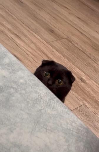 Шотландский веслоухий кот