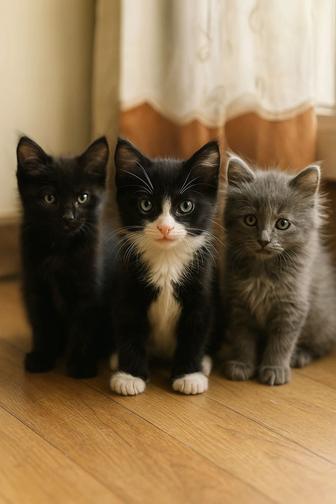 Котята в добрые руки