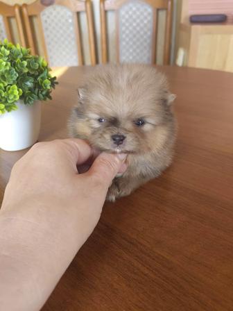 Шпицы мальчики мерлен