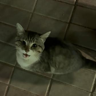 Найден домашний кот