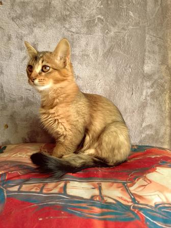 Камышовая рысь