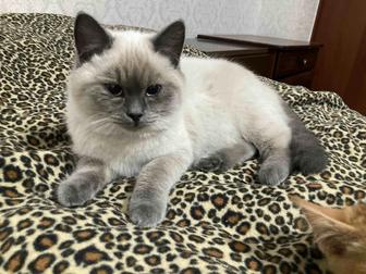 Отдам сиамскую кошку