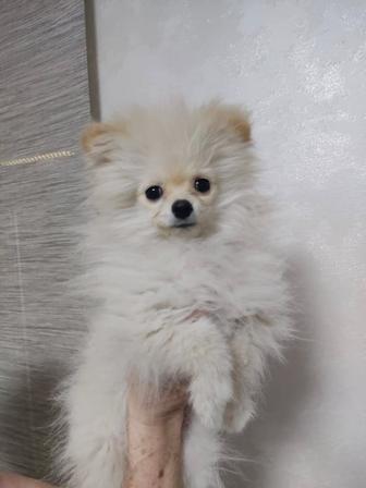 Продам щенков немецкий шпиц