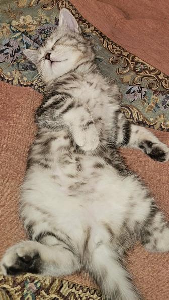 Продаю красивого котенка