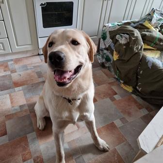 Вязка лабрадора