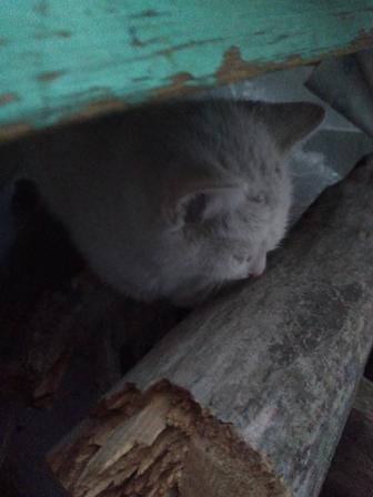 Отдам кошку где то два месяца.Кто то выбросил на мороз утром.