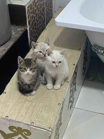 отдам котят бесплатно в хорошие руки