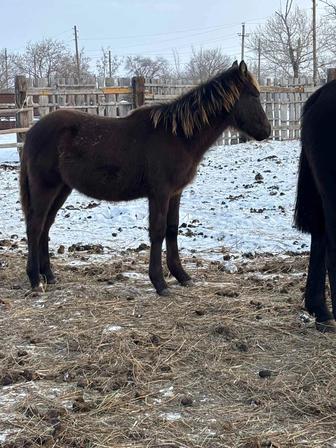 продам Жабагы