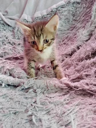 Дарю котят