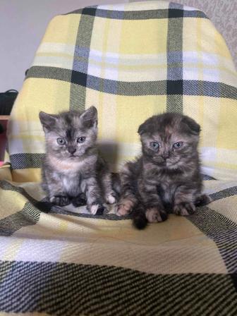 Котята шотландские девочки