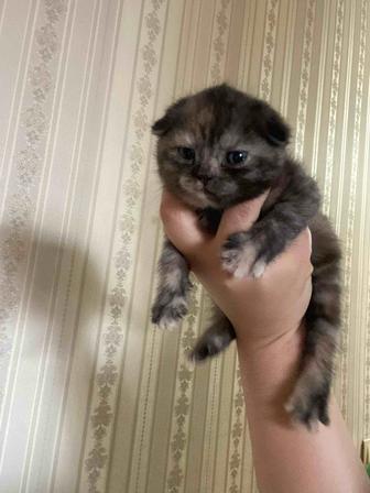Котята шотландские девочки