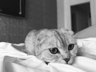 Отдам кошку породистую