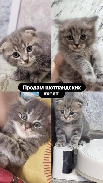 Продам шотландских котят