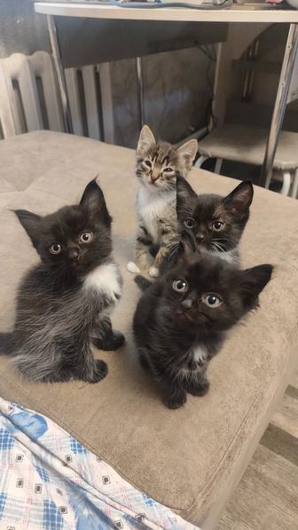Отдам котят в добрые руки
