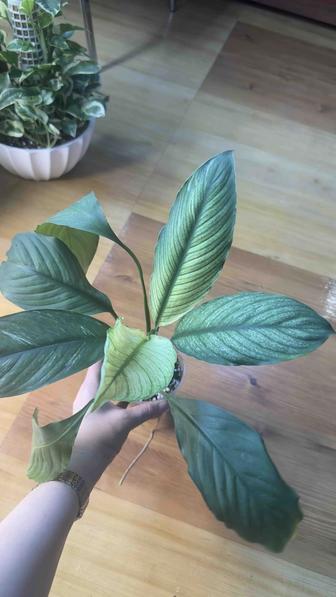 Спатифиллум вариегатный